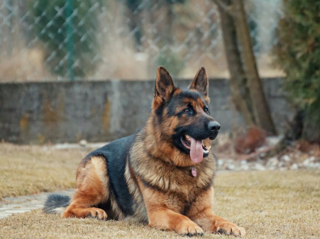 Yaoundé : un cadre en service au premier ministère tué par son chien