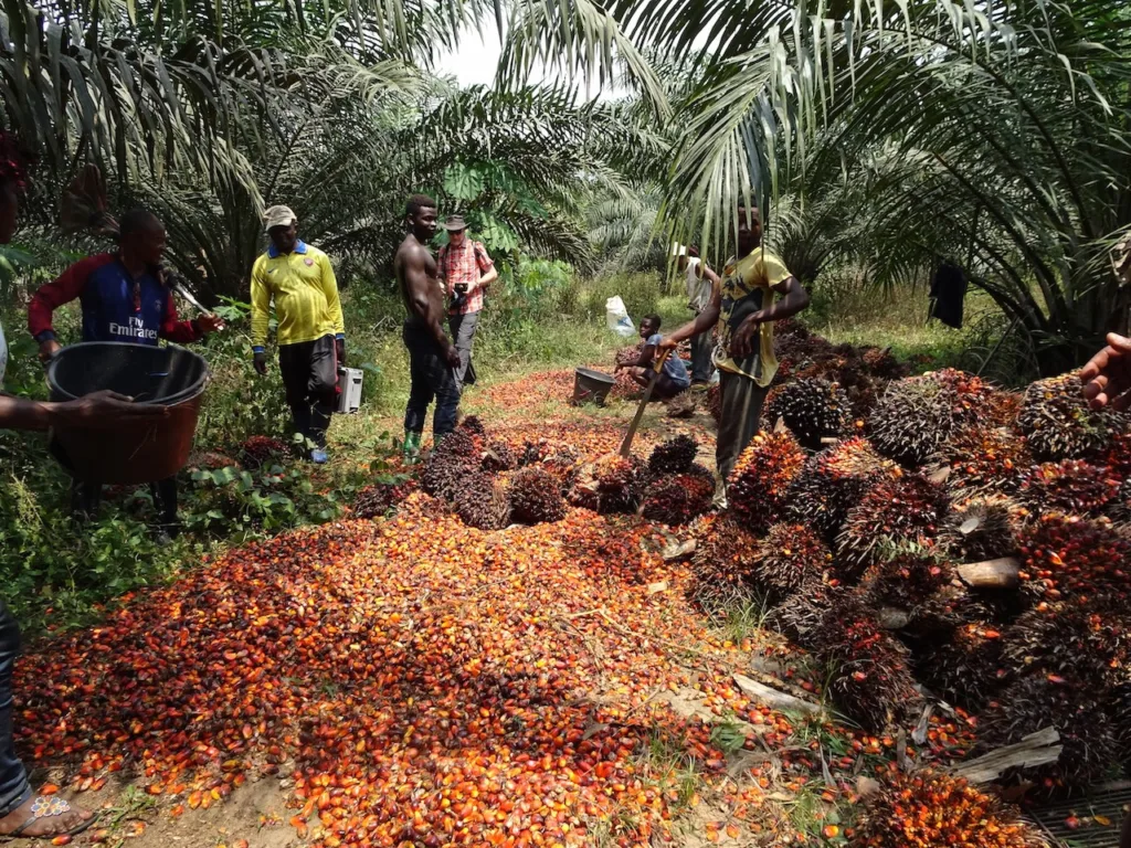 L’huile de palme, un trésor nutritionnel diabolisé selon un biologiste camerounais Aubin Julius affirme qu'il est impossible de prouver l'existence d'une huile meilleure que l'huile de palme naturelle et non raffinée